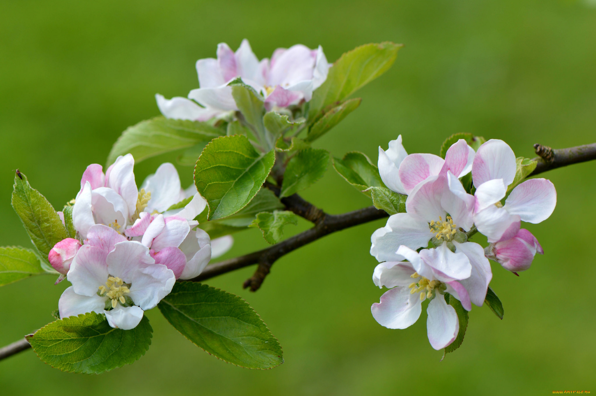 ,   ,  , apple, flowers, , , leaves, branch, 